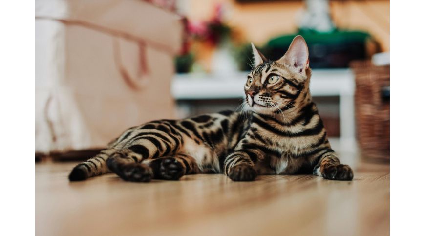 Come scegliere il tiragraffi giusto per il gatto bengala?