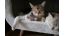 Come preparare la casa per un nuovo gatto?