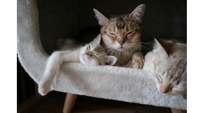 Come preparare la casa per un nuovo gatto?