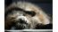 Migliori tiragraffi per il gatto delle foreste norvegesi – guida per razze grandi