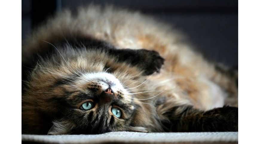 Migliori tiragraffi per il gatto delle foreste norvegesi – guida per razze grandi