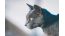 Quale tiragraffi scegliere per il gatto Blu di Russia?