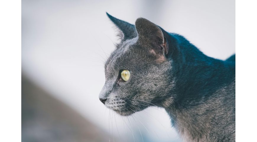 Quale tiragraffi scegliere per il gatto Blu di Russia?