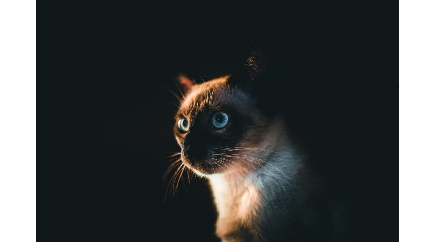 Come scegliere il tiragraffi ideale per un gatto siamese?
