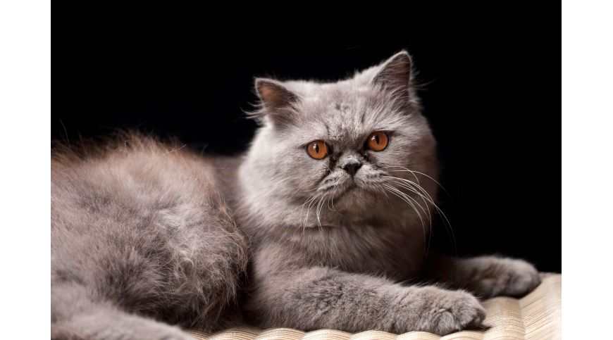 Tiragraffi per gatto persiano – quale modello scegliere?