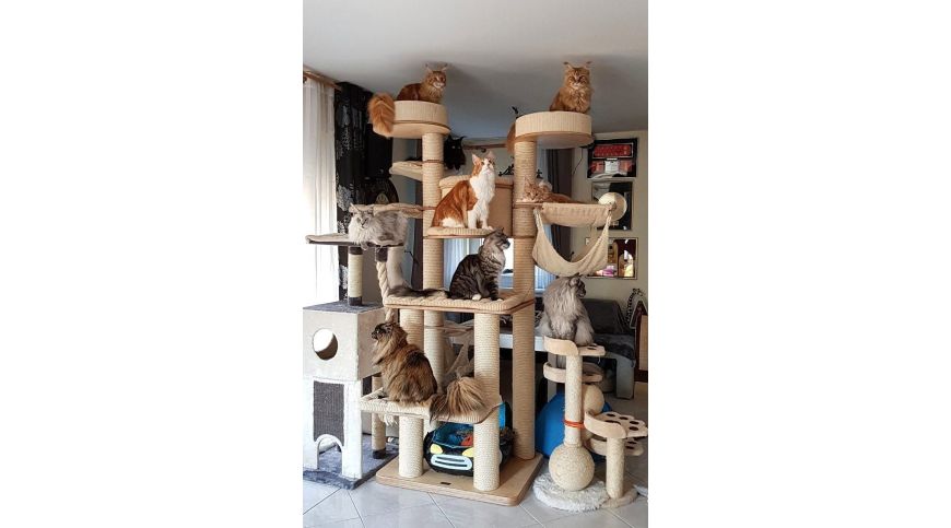 TIRAGRAFFI PER GATTI - FATTI E MITI